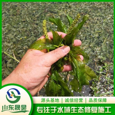 马来眼子菜图3