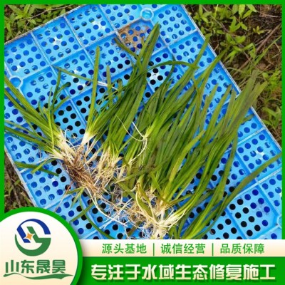 四季青矮型苦草图4