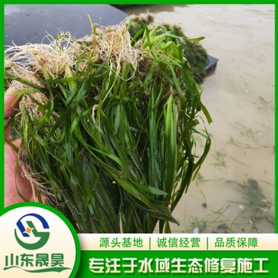 四季青矮型苦草图3