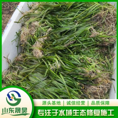 四季青矮型苦草图5