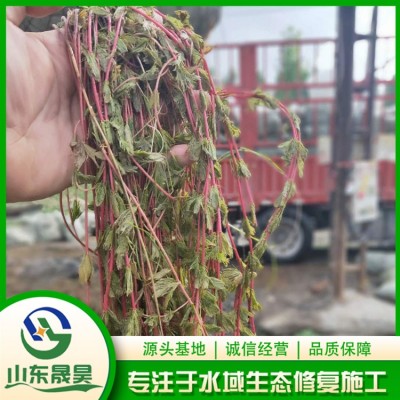 穗花狐尾藻图2