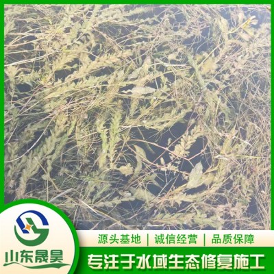 穗花狐尾藻图3