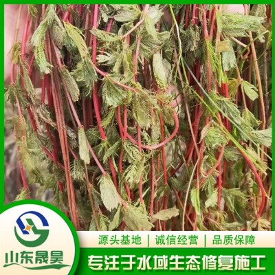 穗花狐尾藻图5