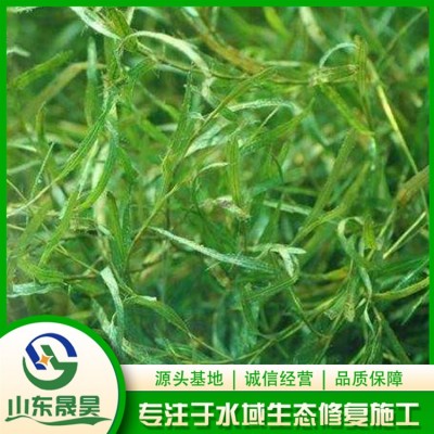 微齿眼子菜图2