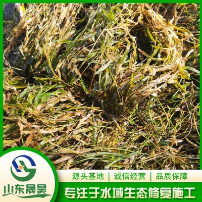 微齿眼子菜图3