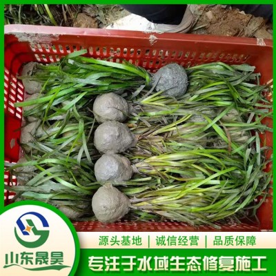 亚洲刺苦草图5