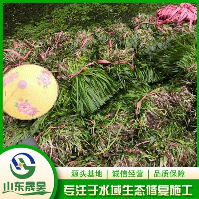 亚洲刺苦草图3