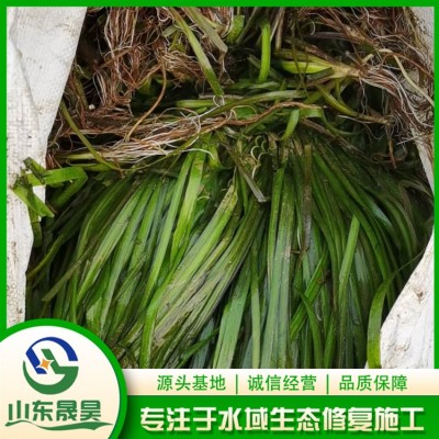 亚洲刺苦草图4