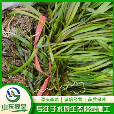 亚洲刺苦草图2