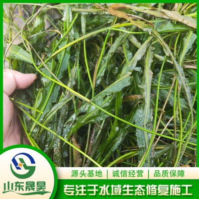 竹叶眼子菜图3