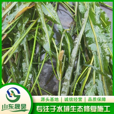 竹叶眼子菜图2