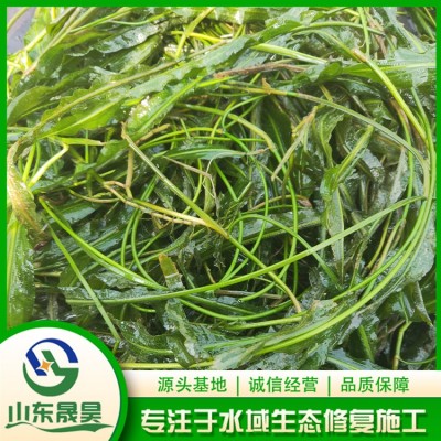 竹叶眼子菜图4