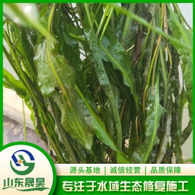 竹叶眼子菜图5