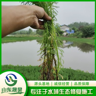 粉绿狐尾藻图4