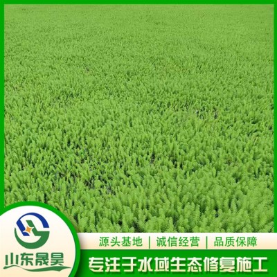粉绿狐尾藻图3
