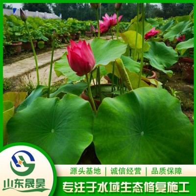 盆栽荷花图2