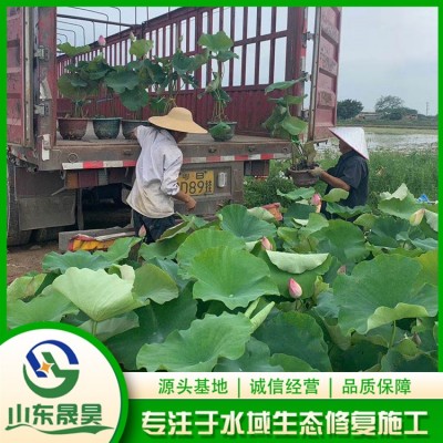 盆栽荷花图4