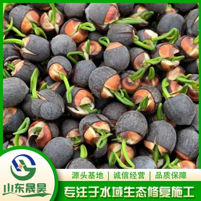 盆栽荷花图3
