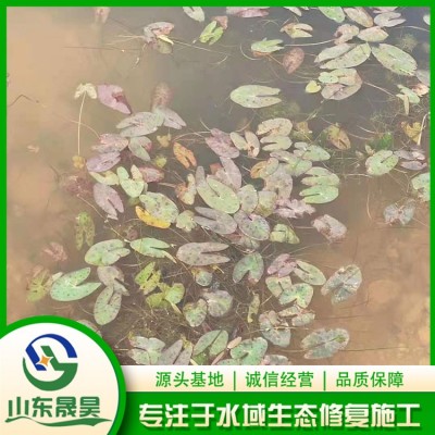 芡实图4