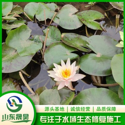睡莲图4