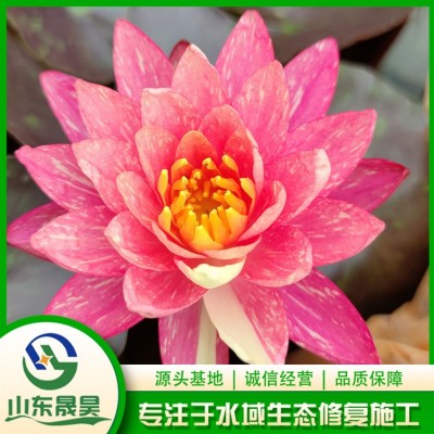 睡莲图3