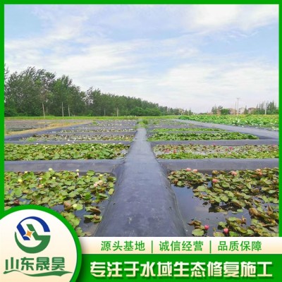 睡莲图5