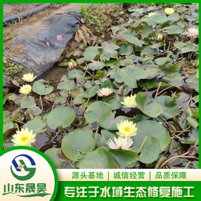 睡莲图2