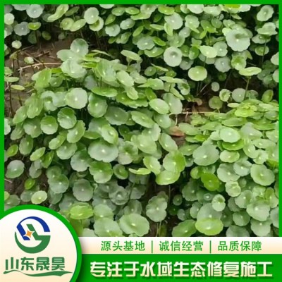 铜钱草图2