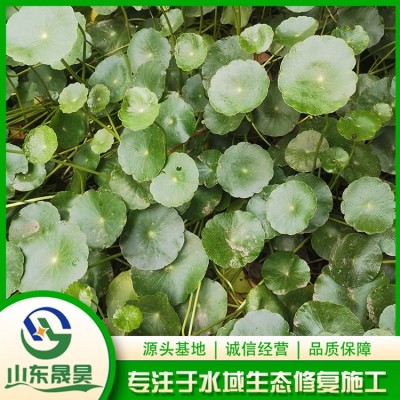 铜钱草图3