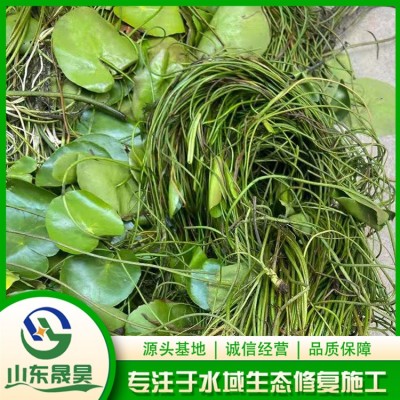 荇菜图2