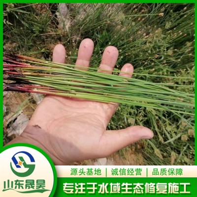 灯芯草图2