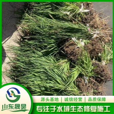 狄草图2