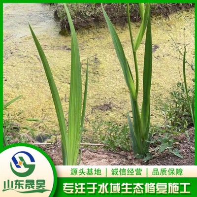 黄、红花鸢尾图3