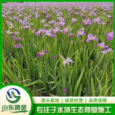 黄、红花鸢尾图2