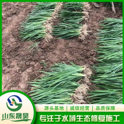 黄菖蒲图2