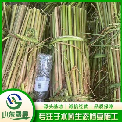 茭白图3