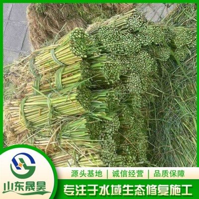 茭白图2