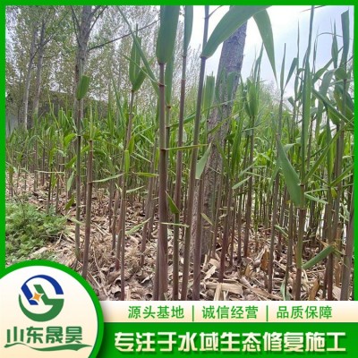 芦苇图5