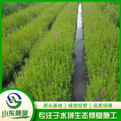 千屈菜图3