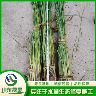 香蒲图3