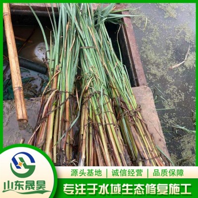 香蒲图4