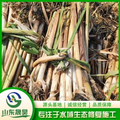 香蒲图5