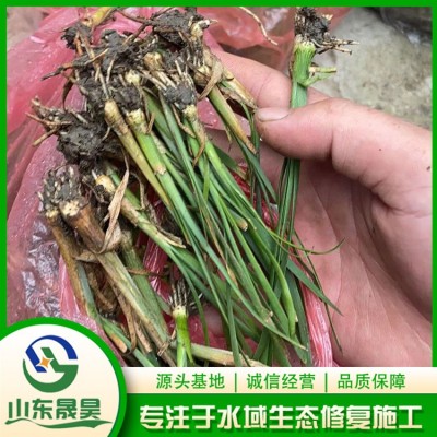 小香蒲图4