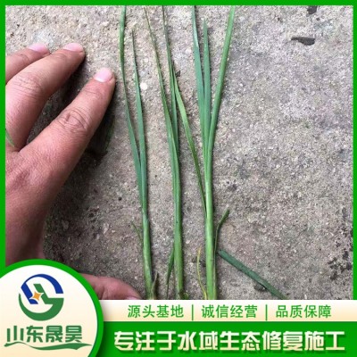 小香蒲图2