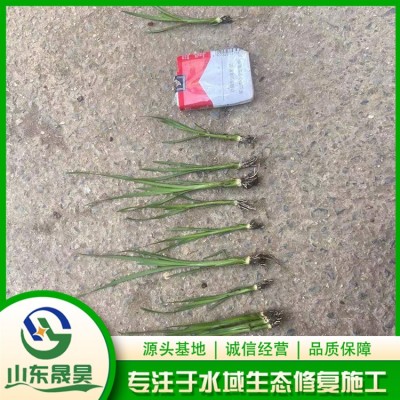 小香蒲图3