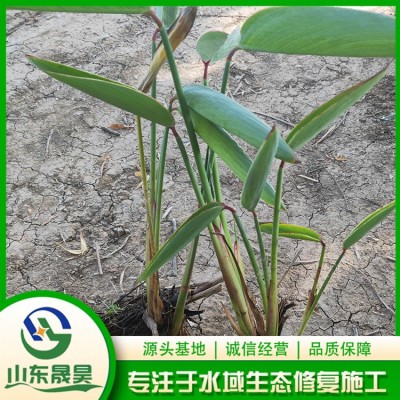 再力花图3