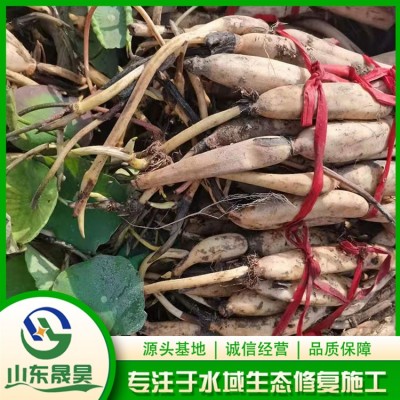 荷花图3