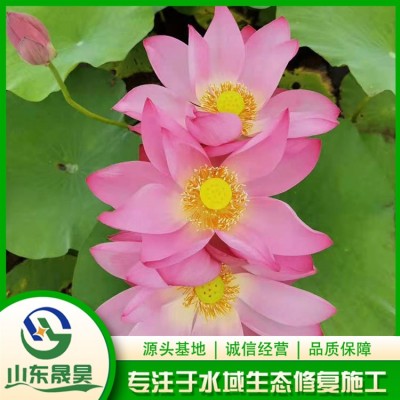 荷花图2