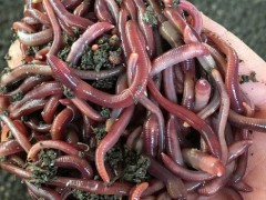 蚯蚓(无脊椎动物)概述