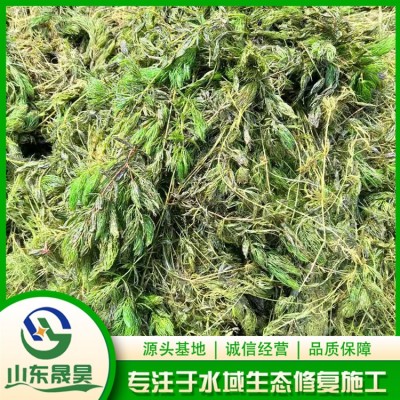 水草图2